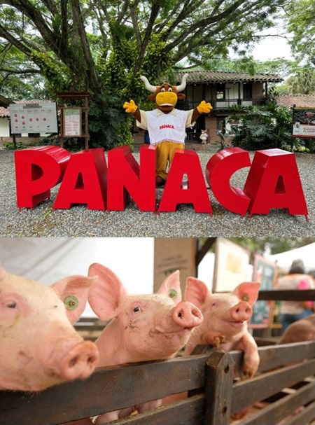 img panaca 01